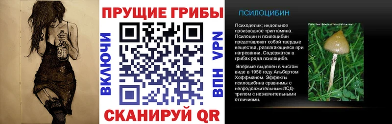 купить наркоту  Шагонар  Псилоцибиновые грибы Psilocybine cubensis 